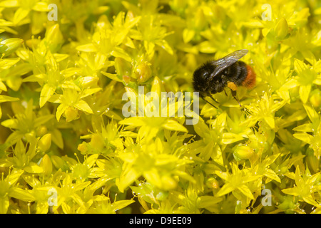Bumblebee e fiori di colore giallo Foto Stock