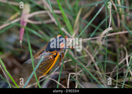 17-anno cicala, noto anche come covata Magicicada II, Foto Stock