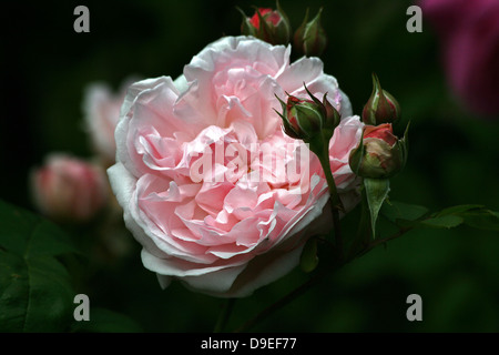 Rose,Close-up di un pallido rosa , il vecchio giardino di rose Rosette. Foto Stock