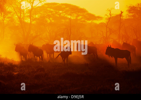 Gnu mandria di sunrise, gnu migrazione, ecosistema Serengeti, Tanzania Foto Stock