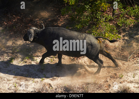 Bufali (Syncerus caffer caffer), Okavango Delta, Botswana, Africa - aerial Foto Stock