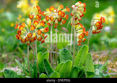 Rosso a fiore Primula Veris piante o Cowslip, Svezia Foto Stock