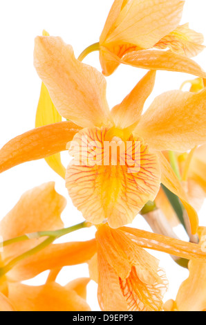 Primo piano della orange dendrobium fiore su sfondo bianco. Foto Stock