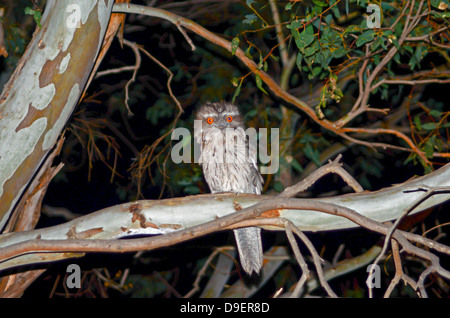 Giovani Bruno Frogmouth. in un albero di notte Podargus strigoides Foto Stock