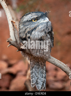 Bruno Frogmouth dall Australia Foto Stock