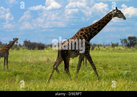 Giraffe (Giraffa camelopardalis angolensis), Nxai Pan National Park, Botswana, Africa Foto Stock