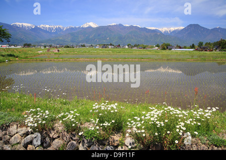 Giappone Alpi con risaia e fiore in città Azumino, Nagano, Giappone Foto Stock