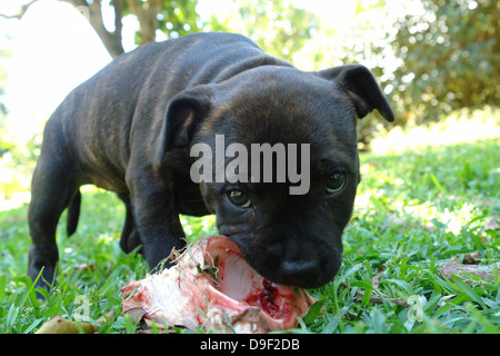 Brindle staffordshire bull terrier cucciolo masticare su un osso in giardino Foto Stock