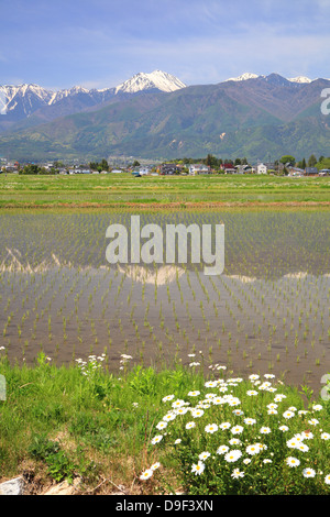 Giappone Alpi con risaia e fiore in città Azumino, Nagano, Giappone Foto Stock