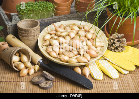 Le cipolle in una ciotola con il guanto e la pala le cipolle in una ciotola con i guanti e la pala Foto Stock