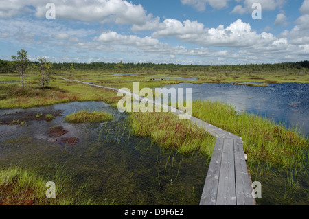 Riisa Bog, Soomaa National Park, la contea di Pärnu, Estonia, Europa Foto Stock