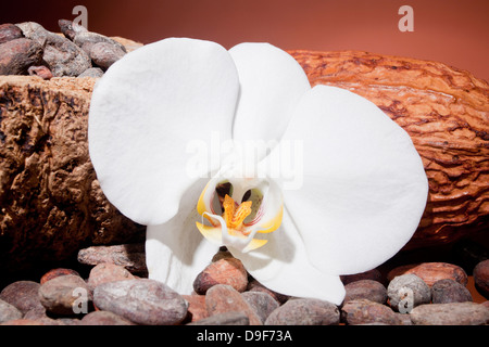 Chicchi di cacao cacao con frutta e un orchidea, le fave di cacao e il cacao e la frutta in orchid Foto Stock