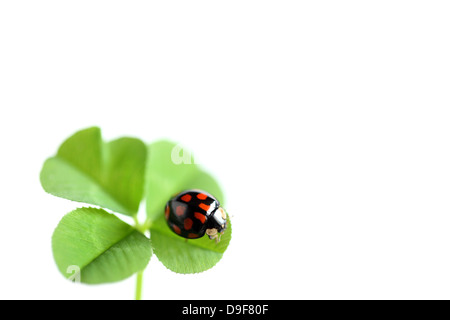 Ladybug e trifoglio Foto Stock