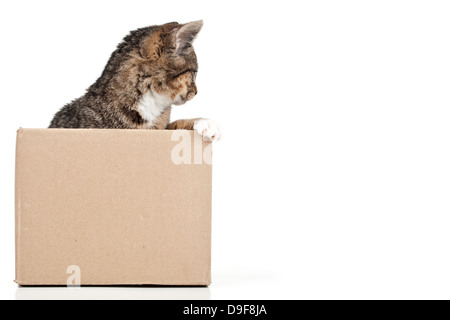 Giovani gatto in una scatola di cartone, stucchi in un punzone di cartone Foto Stock