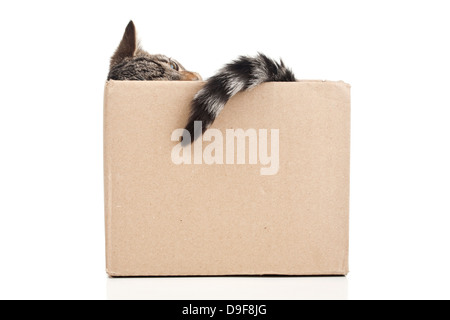 Giovani gatto in una scatola di cartone, stucchi in un punzone di cartone Foto Stock