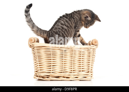 Giovani cat in un cestello, stucchi in un cestello Foto Stock