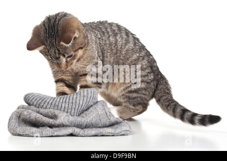 Giovani cat gioca con un sacchetto da lana, stucchi giocando con un sacchetto di lana Foto Stock
