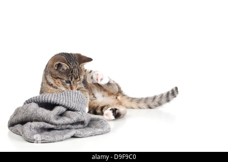 Giovani cat gioca con un sacchetto da lana, stucchi giocando con un sacchetto di lana Foto Stock