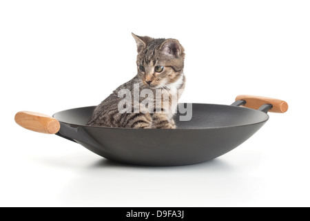 Giovani cat in un wok, stucchi in un wok Foto Stock