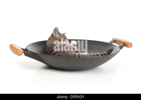 Giovani cat in un wok, stucchi in un wok Foto Stock