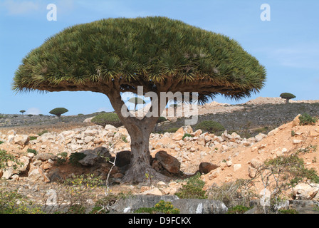 Drago albero di sangue di isola di Socotra, Yemen Foto Stock