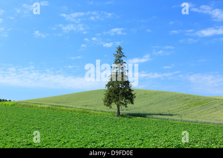 Albero di pino, i campi e il cielo di nuvole, Hokkaido Foto Stock