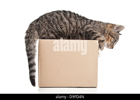Giovani gatto in una scatola di cartone a stucchi in un punzone di cartone Foto Stock