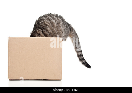 Giovani gatto in una scatola di cartone a stucchi in un punzone di cartone Foto Stock