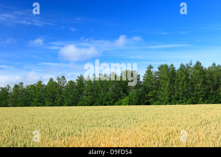 Bosco di larici, campo di grano e il cielo, Hokkaido Foto Stock