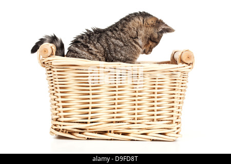 Giovani cat in un cestello di stucchi in un cestello Foto Stock