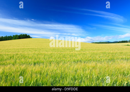 Campo di grano e il cielo di nuvole, Hokkaido Foto Stock