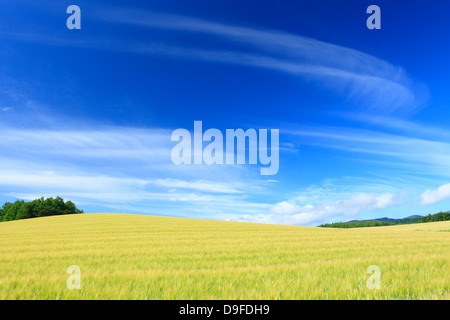 Campo di grano e il cielo di nuvole, Hokkaido Foto Stock