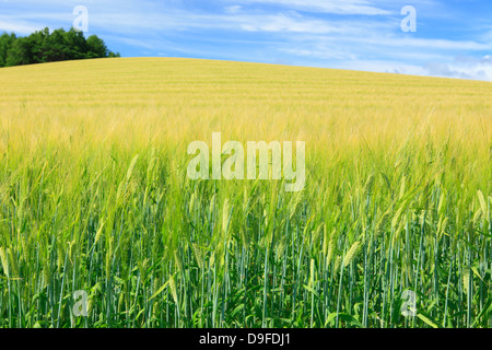 Campo di grano e il cielo di nuvole, Hokkaido Foto Stock