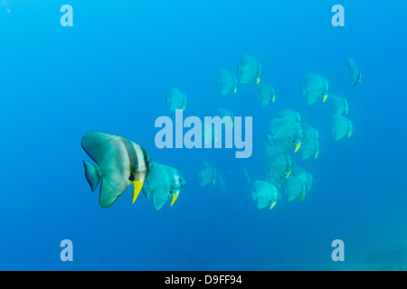 Secca di batfish, Platax teira, nuoto, Baa Atoll, Maldive Foto Stock