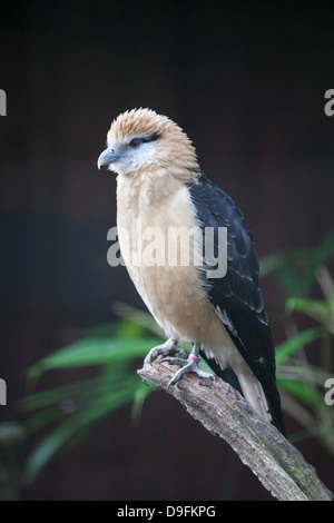 Giallo-testa (Caracara Milvago chimachima), Cotswold Wildlife Park, Costswolds, Gloucestershire, England, Regno Unito Foto Stock