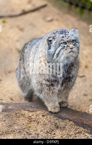 Gatto Pallas, Otocolobus manu, Cotswold Wildlife Park, Costswolds, Gloucestershire, England, Regno Unito Foto Stock