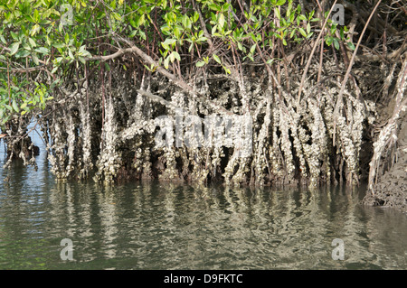 Le paludi di mangrovie con ostriche crescere le radici, Makasutu, Gambia, Africa occidentale, Africa Foto Stock