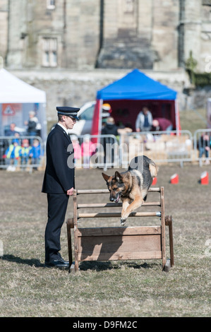 Un Kent Police Dog & handler che si fanno concorrenza a livello nazionale di polizia prove del cane, 2013 ospitato dal Galles del Sud la polizia. Foto Stock