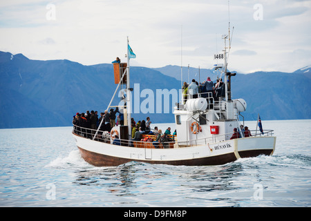 Whale watching tour, Husavik, Regione settentrionale, Islanda, regioni polari Foto Stock