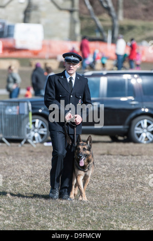 Un Kent Police Dog & handler che si fanno concorrenza a livello nazionale di polizia prove del cane, 2013 ospitato dal Galles del Sud la polizia. Foto Stock