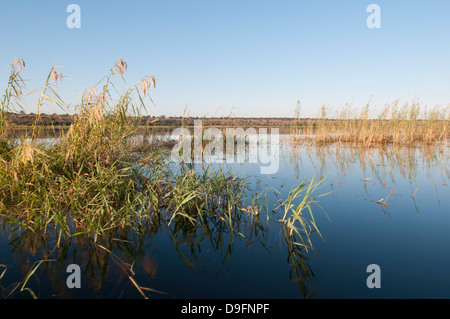 Fiume Chobe, Chobe National Park, Botswana, Africa Foto Stock