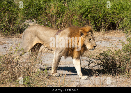 Lion (Panthera leo), Chobe National Park, Botswana, Africa Foto Stock