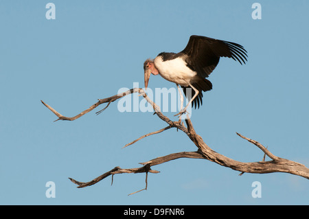 Marabou stork (Leptoptilos crumeniferus), Chobe National Park, Botswana, Africa Foto Stock