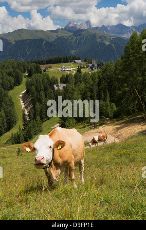 Le mucche al pascolo vicino al Catinaccio nelle Dolomiti vicino a Canazei, Trentino-Alto Adige, Italia Foto Stock