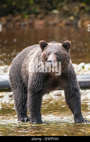 Marrone o orso grizzly (Ursus arctos) per la pesca del salmone nel grande orso nella foresta pluviale, British Columbia, Canada Foto Stock