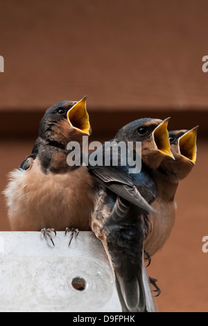 Immaturo barn swallow (Hirundo rustica), grande orso nella foresta pluviale, della Columbia britannica in Canada Foto Stock