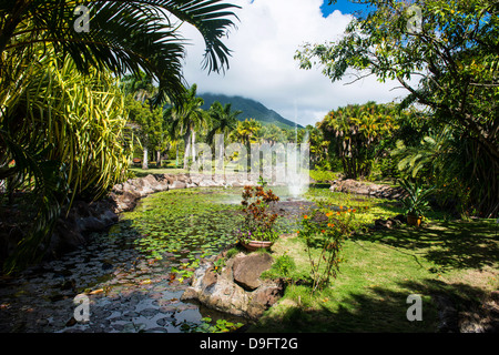 Giardini Botanici sulla isola di Nevis, Saint Kitts e Nevis, Isole Sottovento, West Indies, dei Caraibi Foto Stock