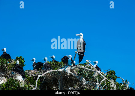 Frigate Bird colonia in Isola di Espiritu Santo, Baja California, Messico Foto Stock