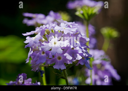 Primo piano di fiori di verbena in coda viola chiaro blu In estate Inghilterra Regno Unito GB Gran Bretagna Foto Stock