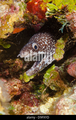 Spotted moray eel in reef, Isole Turks e Caicos, West Indies, dei Caraibi Foto Stock
